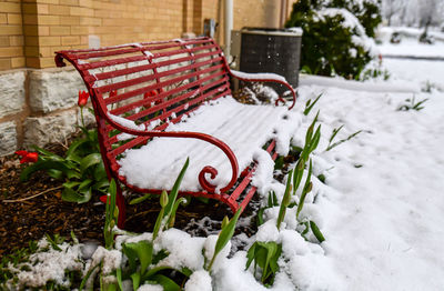 Close-up of snow covered bench in garden
