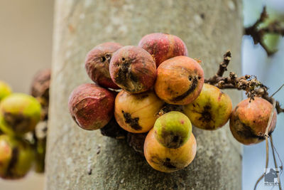 Close-up of apples on plant