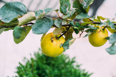 Close-up of fruits growing on tree