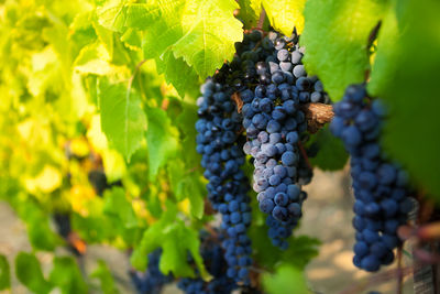 Close-up of grapes growing in vineyard