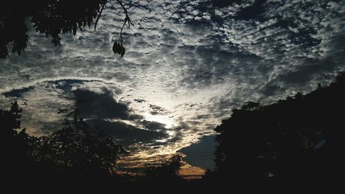 Low angle view of trees against sky