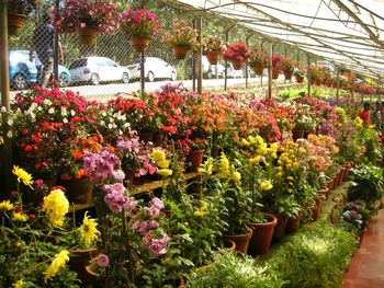 Flowers in greenhouse