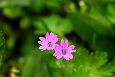 Close-up of flower blooming outdoors