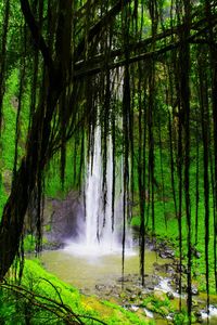 Scenic view of waterfall in forest