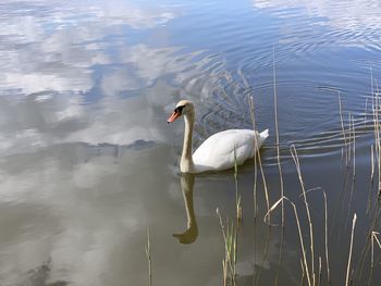 Swan swimming in lake