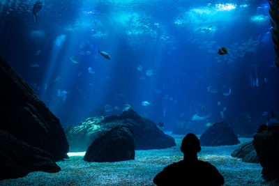 Rear view of silhouette man standing against fish in aquarium