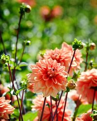 Close-up of red flowering plant