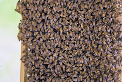 Close-up of bee on rock