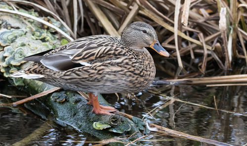 Bird perching on water