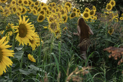Rear view of woman walking amidst sunflowers on field