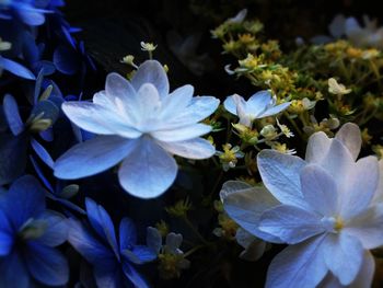 Close-up of purple flowers