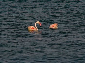 View of ducks swimming in lake