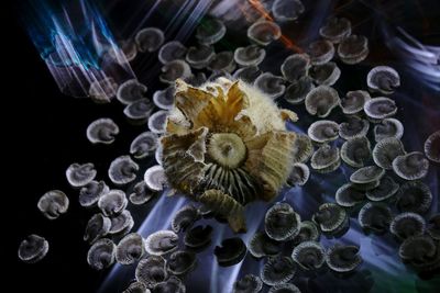 Close-up of jellyfish in sea