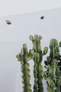 Close-up of succulent plant against white background