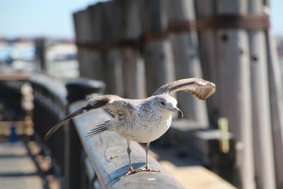 Seagull perching on railing at harbor