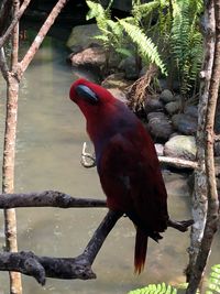 Close-up of parrot perching on branch