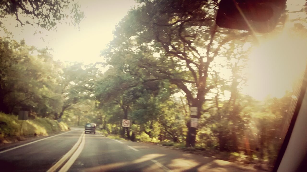 transportation, road, tree, the way forward, car, road marking, diminishing perspective, mode of transport, land vehicle, country road, sunlight, vanishing point, windshield, street, clear sky, sky, vehicle interior, growth, on the move, nature