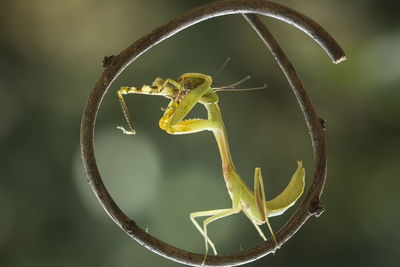 Praying mantish eating on the branch