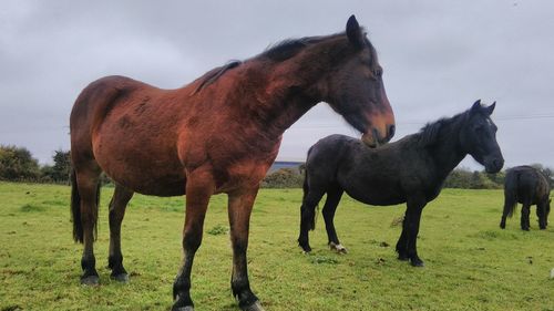 Horses standing on field against sky