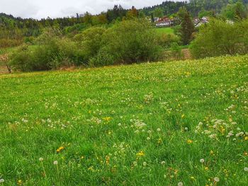 Scenic view of grassy field