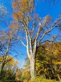 Low angle view of bare trees against clear blue sky