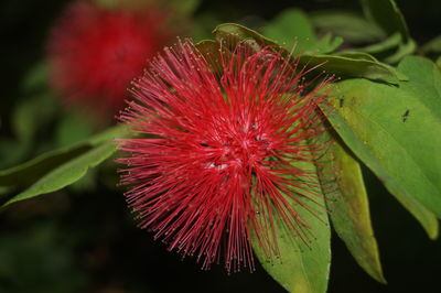 Close-up of red hibiscus flower