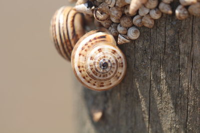 Close-up of snail on wood