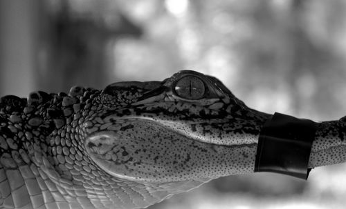 Close-up of crocodile