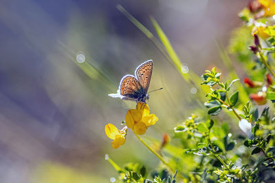 Close-up of butterfly pollinating on flower