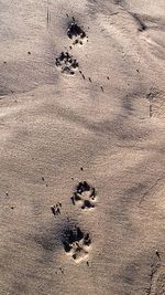 High angle view of footprints on sand