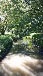 Scenic view of river amidst trees in forest