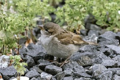 Close-up of bird perching on rock