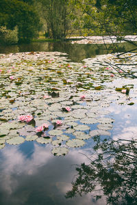 View of lotus water lily in pond