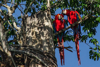 Low angle view of birds perching on tree