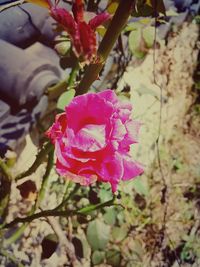 Close-up of pink rose blooming outdoors