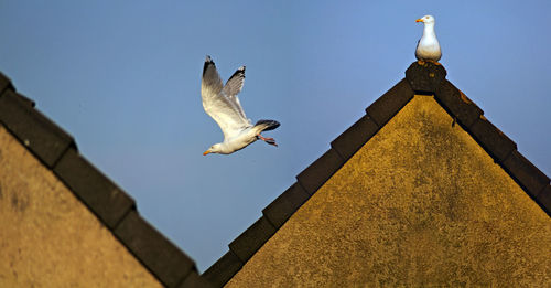 Low angle view of seagull flying