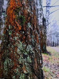 Close-up of lichen on tree trunk in forest