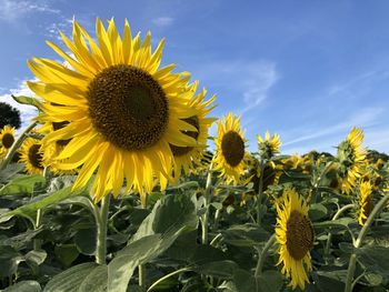 Close-up of yellow sunflower on field against sky