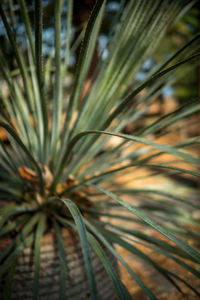 Close-up of fresh green plant