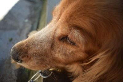 Close-up of dog