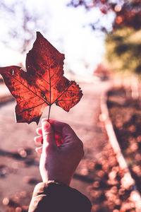 Person holding maple leaves during autumn