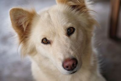 Close-up portrait of dog