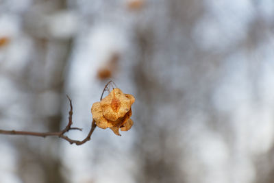 Close-up of dry leaf on plant during winter