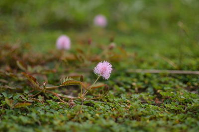 Close-up of pink flowering plant on field