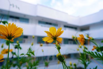 Close-up of yellow flowering plant