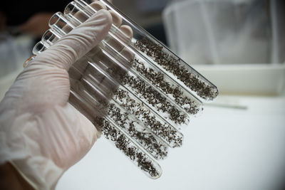 Cropped hand holding mosquito in test tube at laboratory