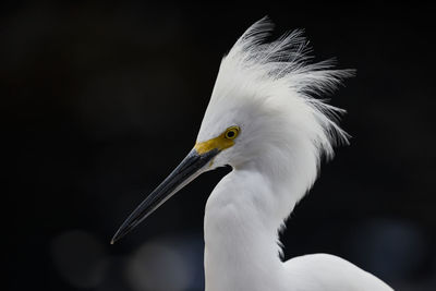 Close-up of bird