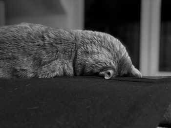 Close-up of a cat sleeping