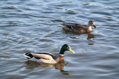 High angle view of ducks swimming on lake