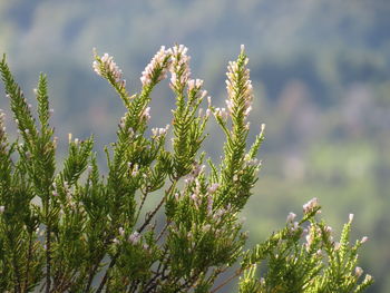 Close-up of flowering plants on land